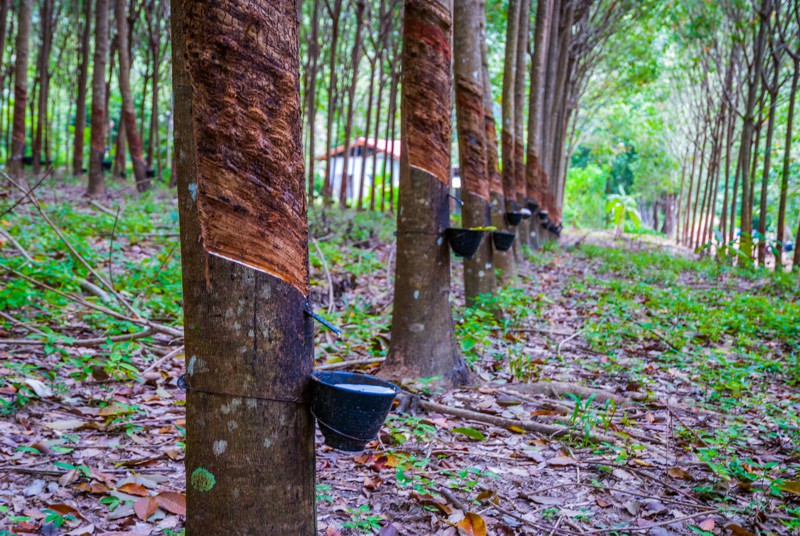 Herstellung von Latex für Luftballons auf einer Plantage